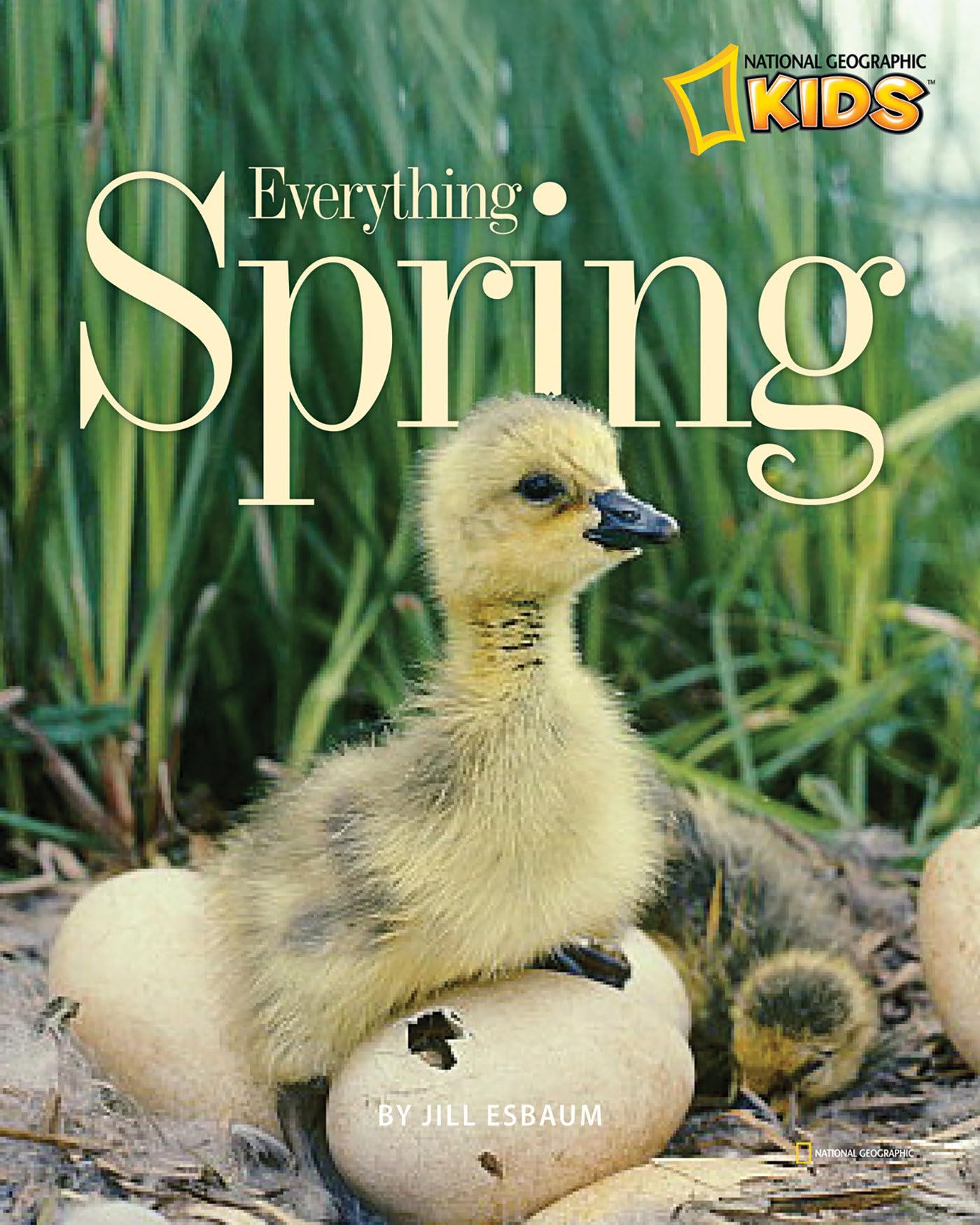 The Amazing World of Spring Ferraz A-102914 Right: Everything You Need to Know