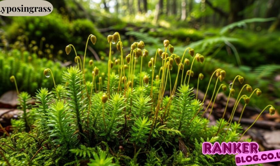 Lyposingrass: The Amazing Green Wonder That Everyone Should Know About
