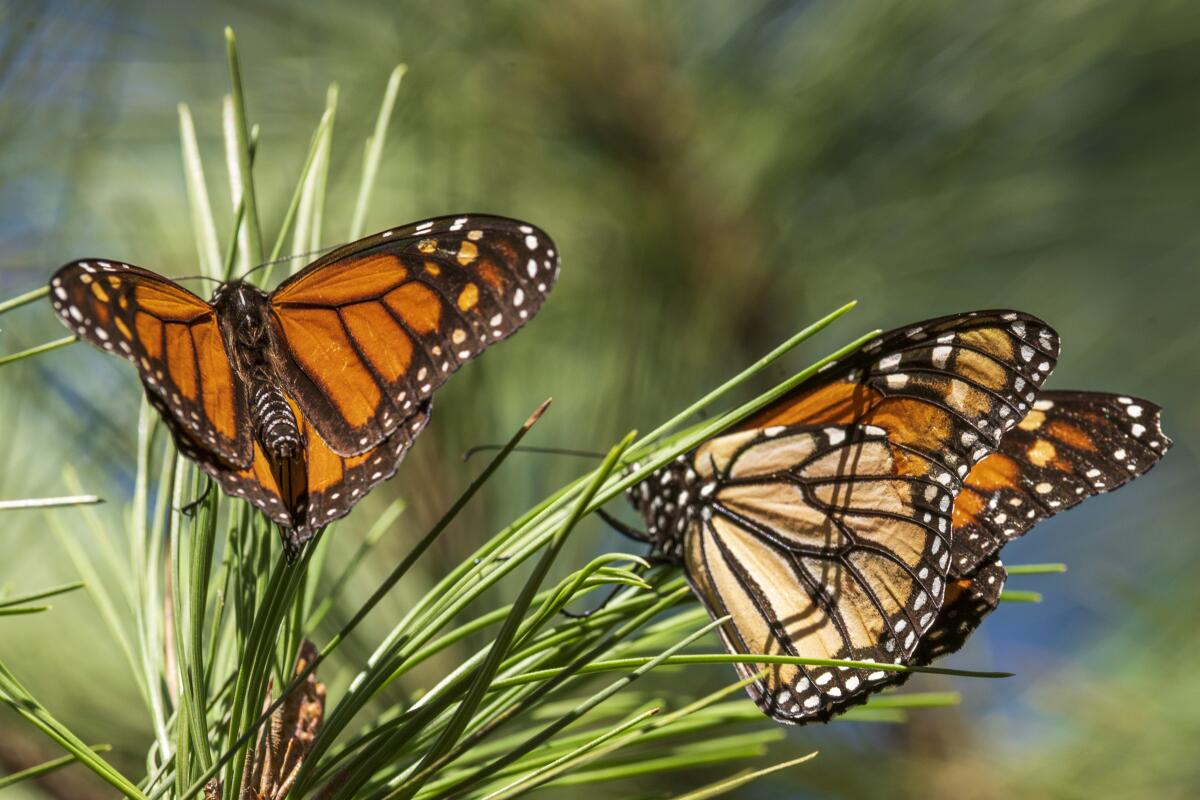 The Amazing Return of Monarch Butterflies: A Story of Hope and Wonder